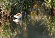 Wilson's Phalarope - Ryegrass -Cottonwood Rd.. Photo by Fred Pflughoft.