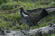 Blue Grouse - Little Twin Creek. Photo by Fred Pflughoft.