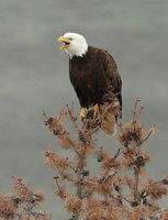 Bald Eagle - Dollar Lake. Photo by Fred Pflughoft.