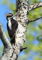 Hairy Woodpecker - CCC Pond Area. Photo by Fred Pflughoft.