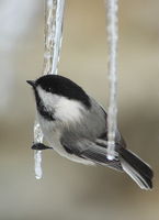 Black-capped Chickadee - Riverside Subdivision. Photo by Fred Pflughoft.