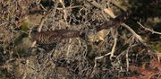 Great Horned Owl - Burnt Lake Rd.. Photo by Fred Pflughoft.