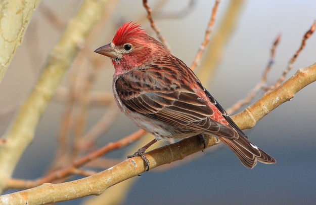 Cassin's Finch - Shelter Park. Photo by Fred Pflughoft.