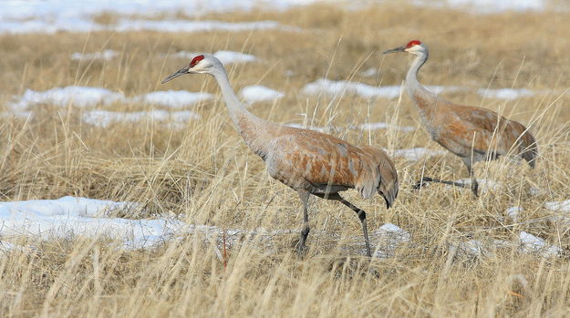 Sandhill Cranes - Daniel-Merna Rd.. Photo by Fred Pflughoft.