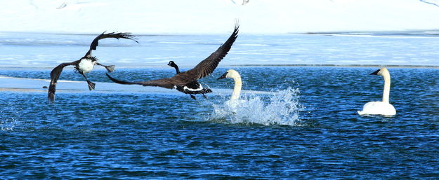 Trumpeter Swans and flying Canada Geese - Fremont Lake Outlet. Photo by Fred Pflughoft.