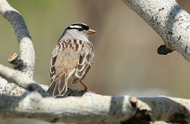 White-crowned Sparrow - Shelter Park. Photo by Fred Pflughoft.