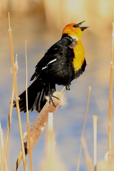 Yellow-headed Blackbird - Paradise Rd.. Photo by Fred Pflughoft.