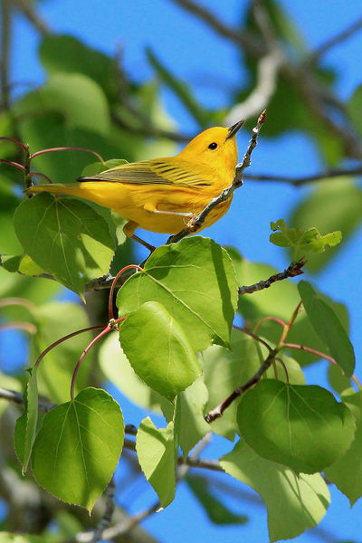 Yellow Warbler - Near CCC Dam. Photo by Fred Pflughoft.