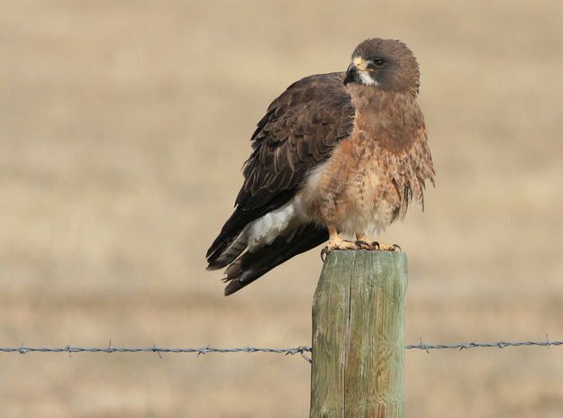 Swainson's Hawk - Merna Area. Photo by Fred Pflughoft.