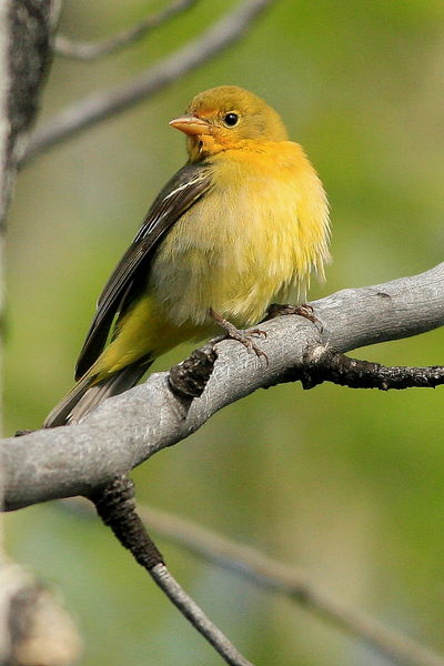 Western Tanager female - CCC Pond Area. Photo by Fred Pflughoft.