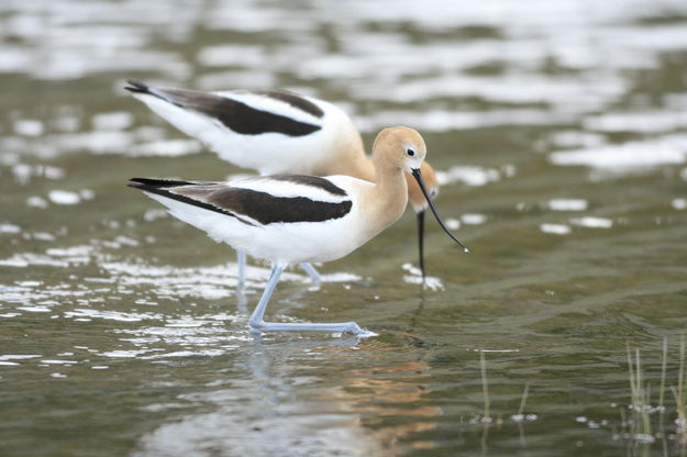 American Avocet - Green River Lakes Rd.. Photo by Fred Pflughoft.