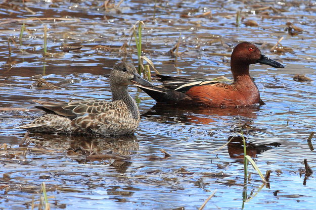 Cinnamon Teal - Green River Lakes Rd.. Photo by Fred Pflughoft.