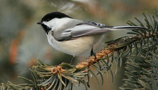Black-capped Chickadee - Riverside Subdivision. Photo by Fred Pflughoft.