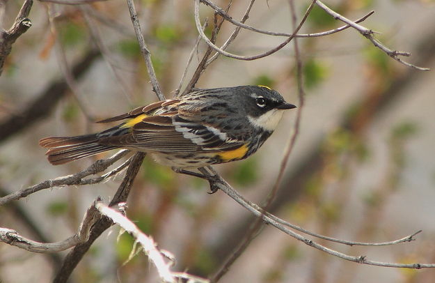 Yellow-rumped Warbler - Beaver Pond / CCC Ponds. Photo by Fred Pflughoft.