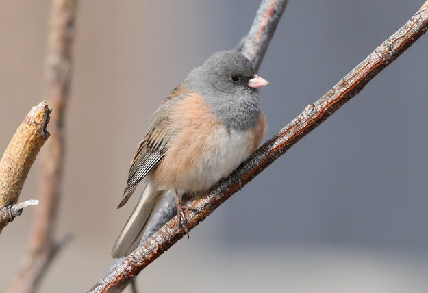 Dark-eyed Junco's (Pink-sided subspecies) / Shelter Park. Photo by Fred Pflughoft.