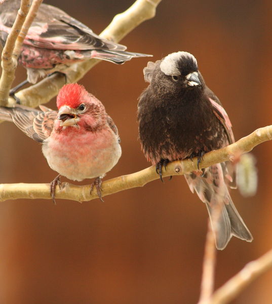 Cassin's Finch & Black Rosy Finch - Shelter Park. Photo by Fred Pflughoft.