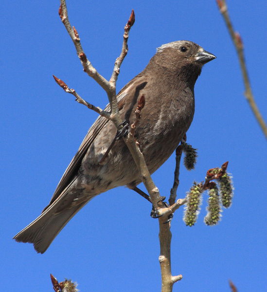 Gray-crowned Rosy Finch - Shelter Park. Photo by Fred Pflughoft.