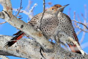 Northern Flickers - CCC Dam Parking Lot. Photo by Fred Pflughoft.
