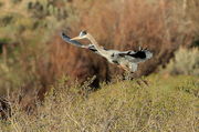 Great Blue Heron - Boulder Bridge Rookery. Photo by Fred Pflughoft.