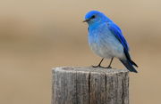 Mountain Bluebird - Merna Area. Photo by Fred Pflughoft.