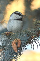 Mountain Chickadee - Riverside Subdivision. Photo by Fred Pflughoft.