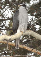 Northern Goshawk - N. Franklin. Photo by Fred Pflughoft.