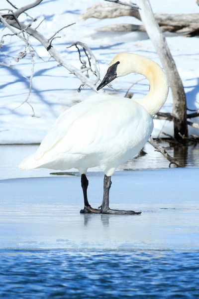 A Solitary Pose. Photo by Fred Pflughoft.