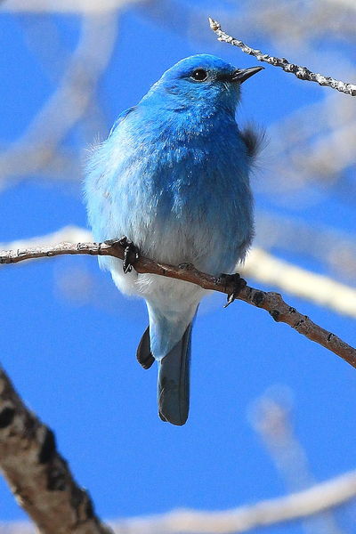 The Bluebird of Happiness. Photo by Fred Pflughoft.