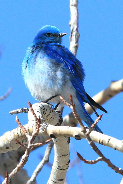 Blue on Blue. Photo by Fred Pflughoft.