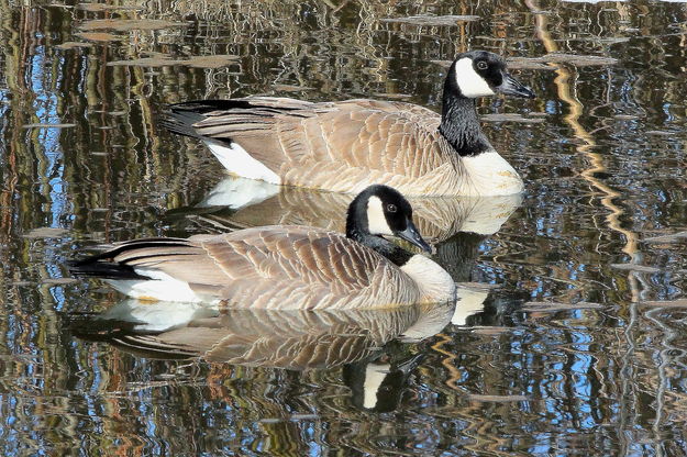 A Posing Pair. Photo by Fred Pflughoft.