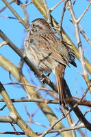 Singing in Spring. Photo by Fred Pflughoft.