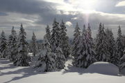 Snow-laden Trees. Photo by Fred Pflughoft.