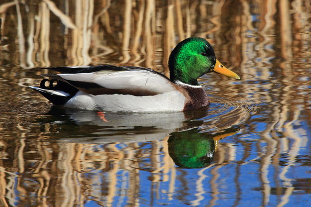 Complementary Colors. Photo by Fred Pflughoft.