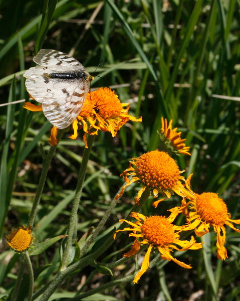 Western White butterfly / Grey's River drainage. Photo by Fred Pflughoft.
