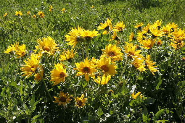 Sunflowers at McDougal Gap. Photo by Fred Pflughoft.