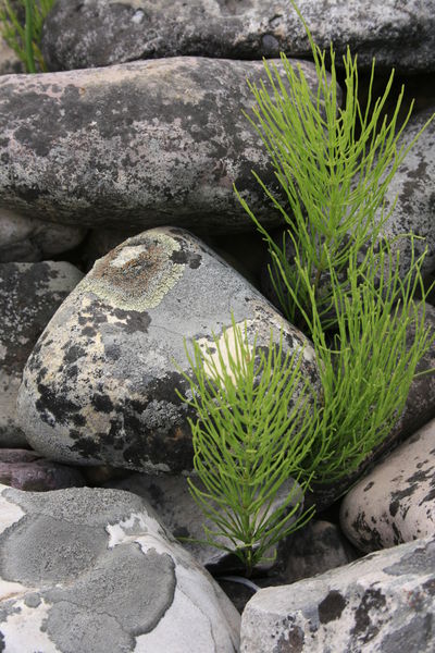 Horsetail Fern among river rock / Grey's River. Photo by Fred Pflughoft.