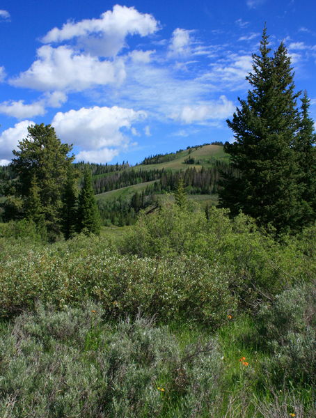 Wyoming Range just west of Sherman Guard Station. Photo by Fred Pflughoft.