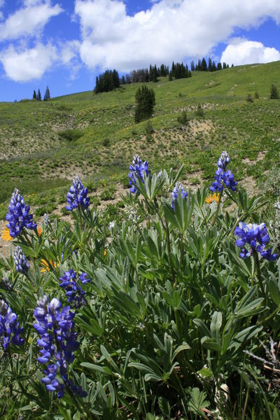 Lupine / Upper Horse Creek area. Photo by Fred Pflughoft.