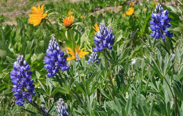 Lupine closeup. Photo by Fred Pflughoft.