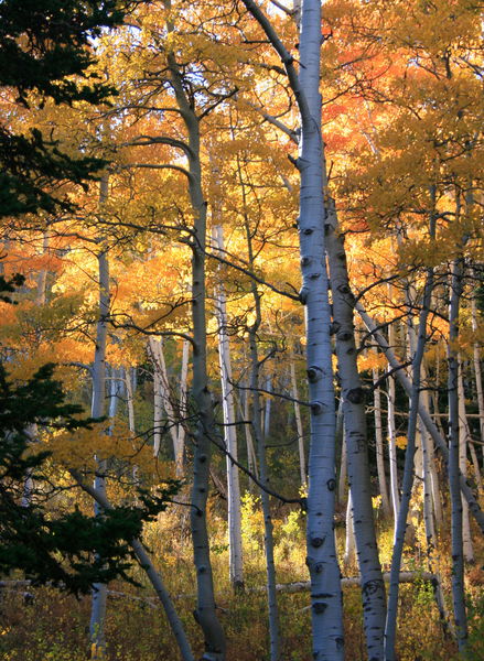 Aspen grove beneath Mt. McDougal. Photo by Fred Pflughoft.