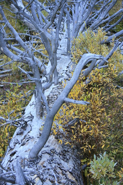 Fall foliage framing fallen tree / South Cottonwood Creek. Photo by Fred Pflughoft.