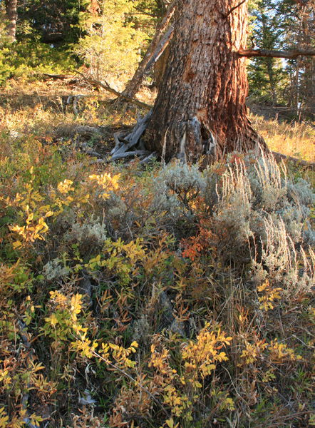 Fall foliage on Lander Peak. Photo by Fred Pflughoft.