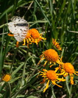 Western White butterfly / Grey's River drainage. Photo by Fred Pflughoft.