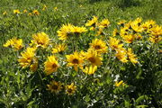 Sunflowers at McDougal Gap. Photo by Fred Pflughoft.