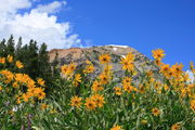 Sunflowers beneath Mt. McDougal. Photo by Fred Pflughoft.