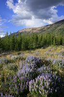 Lupine near Box Canyon. Photo by Fred Pflughoft.