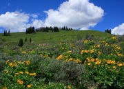 Wildflower panorama / Upper Horse Creek area. Photo by Fred Pflughoft.