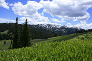 False Hellebore framing view of the Wyoming Range / North Horse Creek area. Photo by Fred Pflughoft.