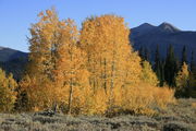 Autumn view of Triple Peak. Photo by Fred Pflughoft.