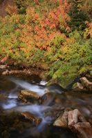 Fall colors along Middle Piney Creek. Photo by Fred Pflughoft.
